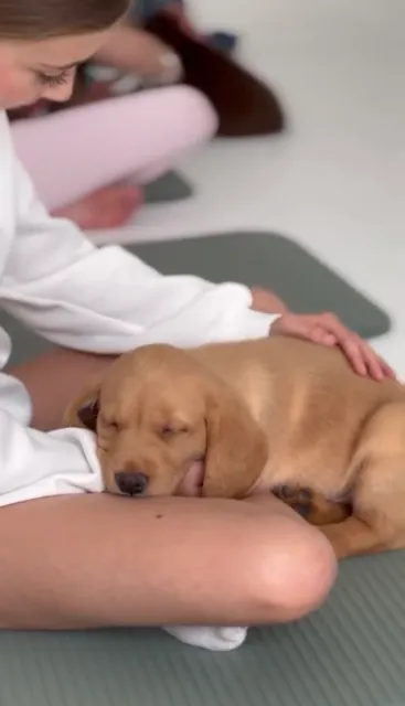 Puppy Yoga Club London