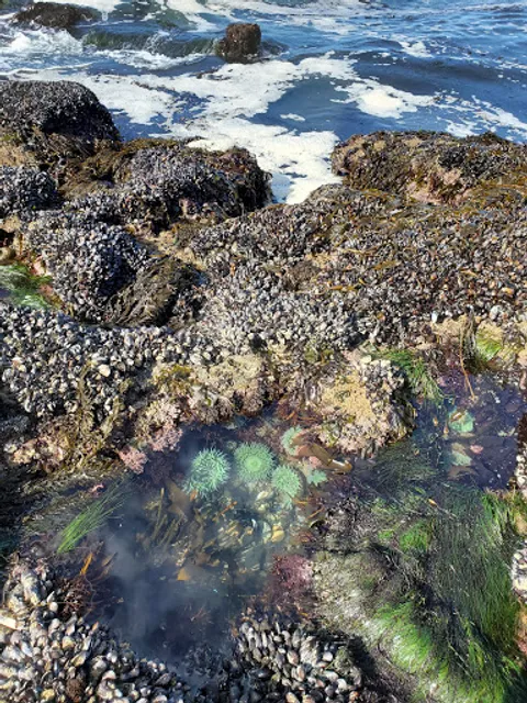 Natural Bridges Tidepools