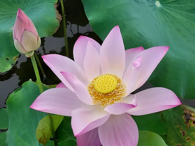 Taitung Forest Park Ecological Lotus Pond