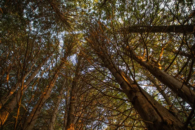 Rouge National Urban Park, Finch Meander Trailhead