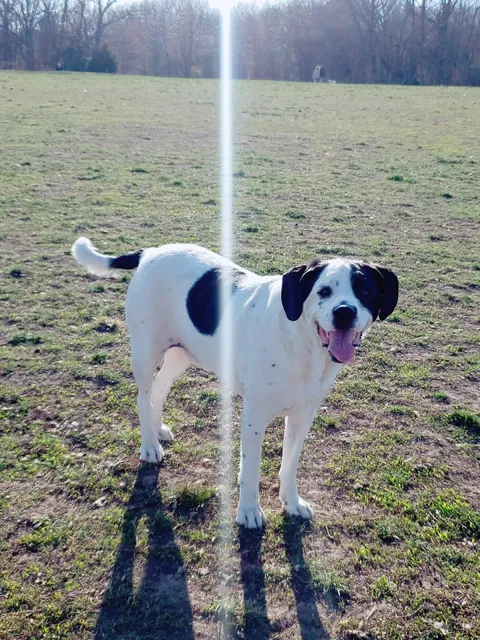 Stoll Off-Leash Dog Park