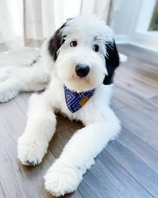 Grace Wood Farm: Sheepadoodle Puppies for Sale