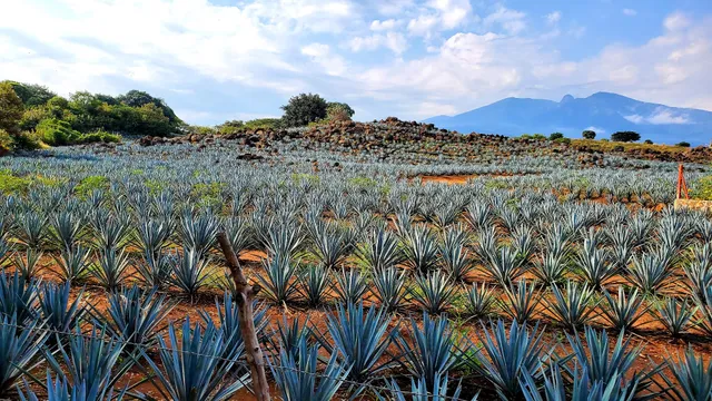 Tierra de Agaves