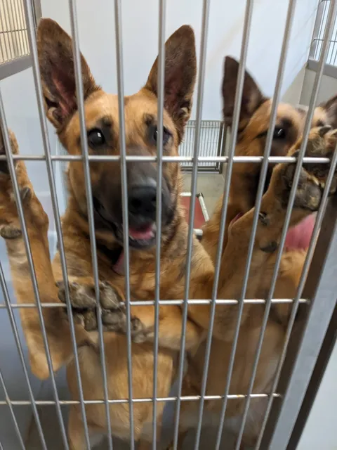 Stanislaus Animal Services Agency