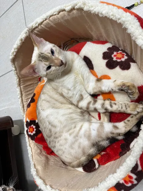 Cat＆Animal Cafe Noah's Ark 祇園店