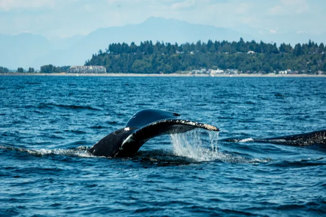 Outer Island Excursions - Whale Watching Tours & Fishing Charters
