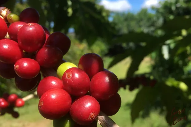 James Bean Coffee Co