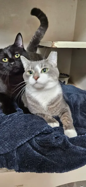 The SAPA Store and Adoption Center