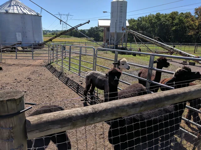 GracefulGlenAlpacas, LLC