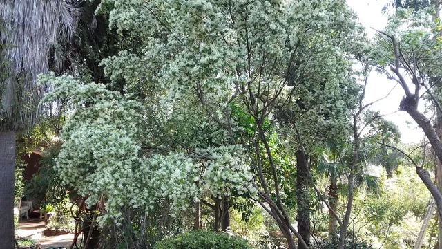 la Pomme d'Ambre Garden