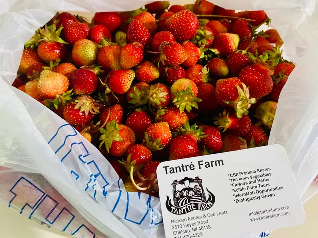 Honey Bee U-Pick patch - Tantre Farm