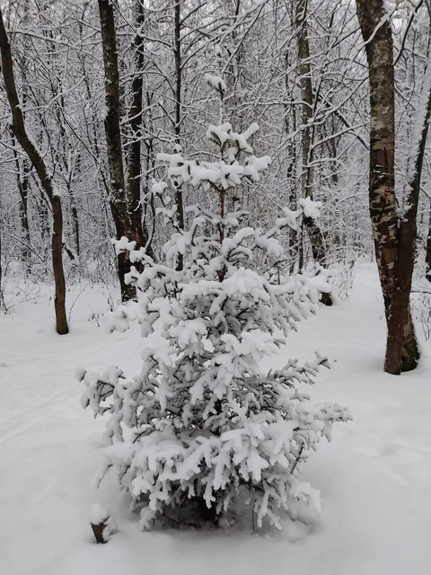 Khimkinskiy Lesopark