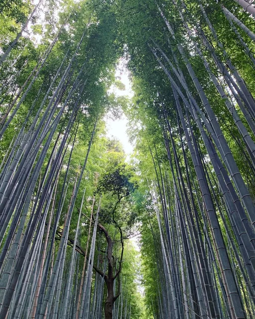 Arashiyama