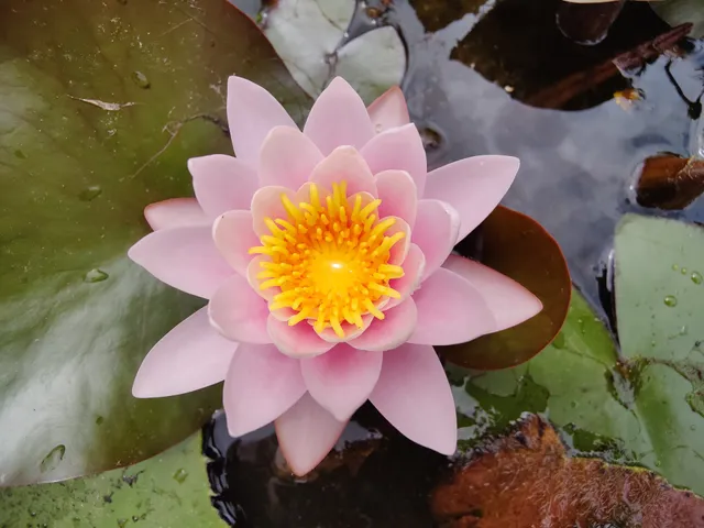 The Potter Children's Garden