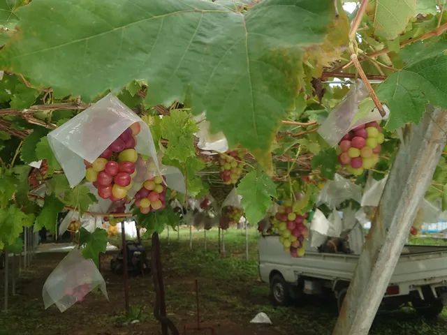 Budohanbaiten Sakamotono Orchards