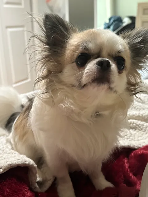 Animal Eye Guys - Coral Springs