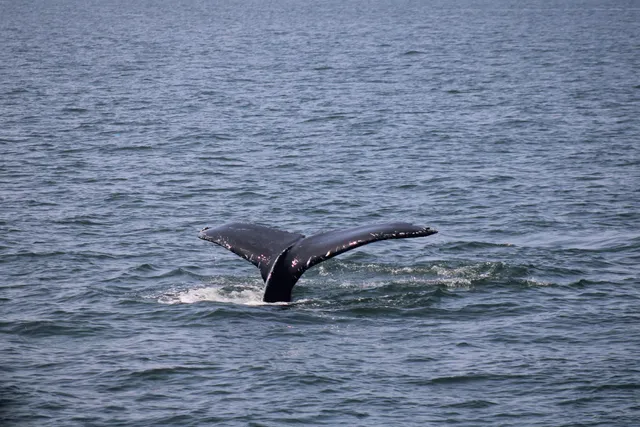 Cruisin' With the Whales
