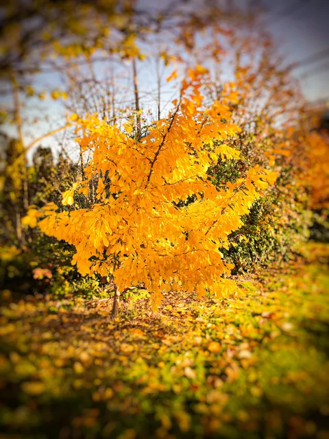 Bradner P-Patch Community Gardens