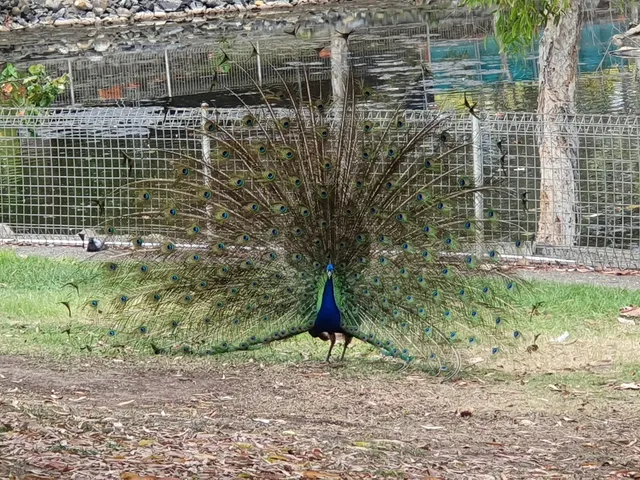 Peacock enclosure