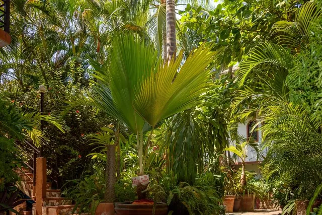 El Jardín - Apartamentos y habitaciones