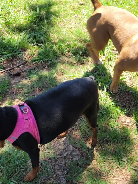 Howe Ave Park Off Leash Dog Park