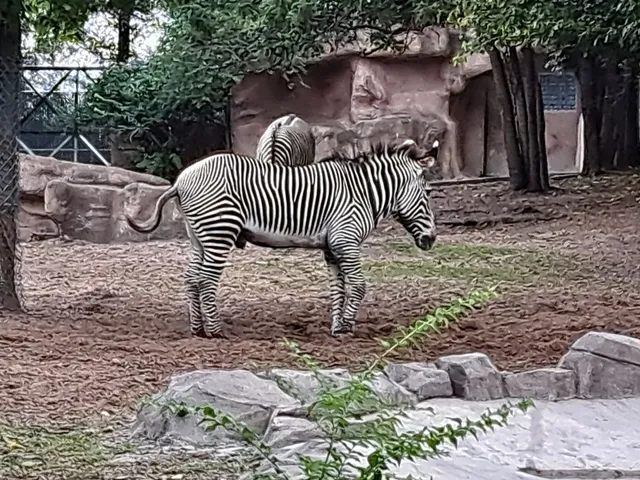Detroit Zoo Safari Station