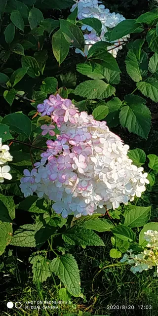 Балакирево