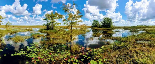 Wild Lime Adventures ~ Tours to Everglades, Big Cypress, and Dry Tortugas