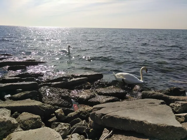 Albion Neighbourhood Services / BGC Albion