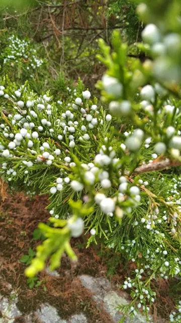Appalachian Trail at Route 521 NJ