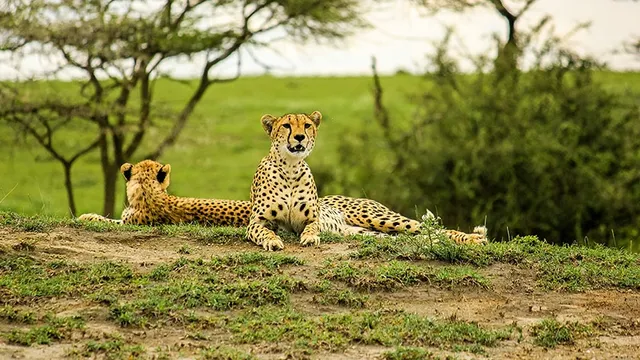 Mtallo Tours and Safaris - (KILIMANJARO CLIMBING, GROUP JOINING SAFARI, DAY TRIPS, TANZANIA AND KENYA SAFARI)