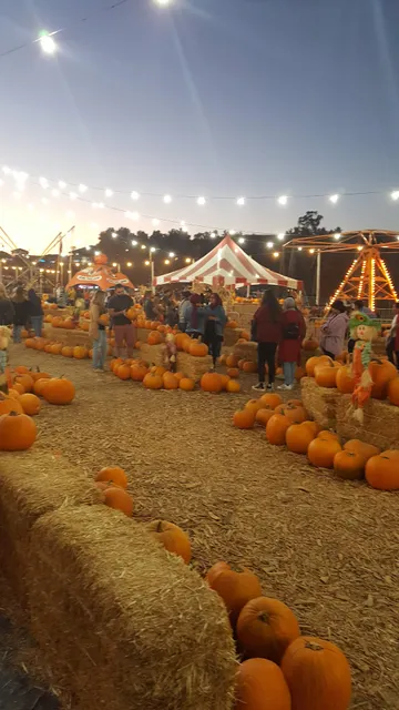 Seasonal Adventures Christmas Trees