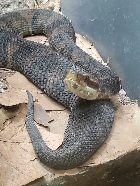 World of Reptiles and Friends