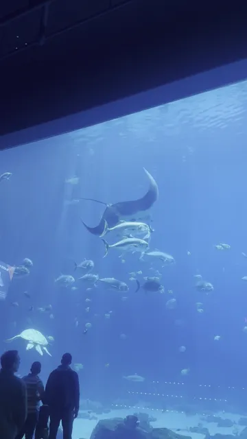 Georgia Aquarium