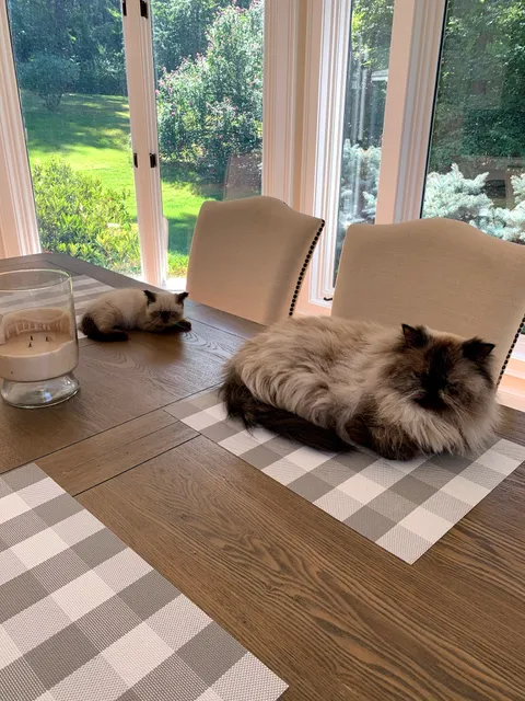 KHLOE’S KITTENS - Persian kittens for sale, Himalayan kittens for sale, Exotic kittens for sale