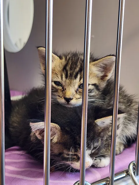 Animal Resource Center of the Inland Empire (ARC)