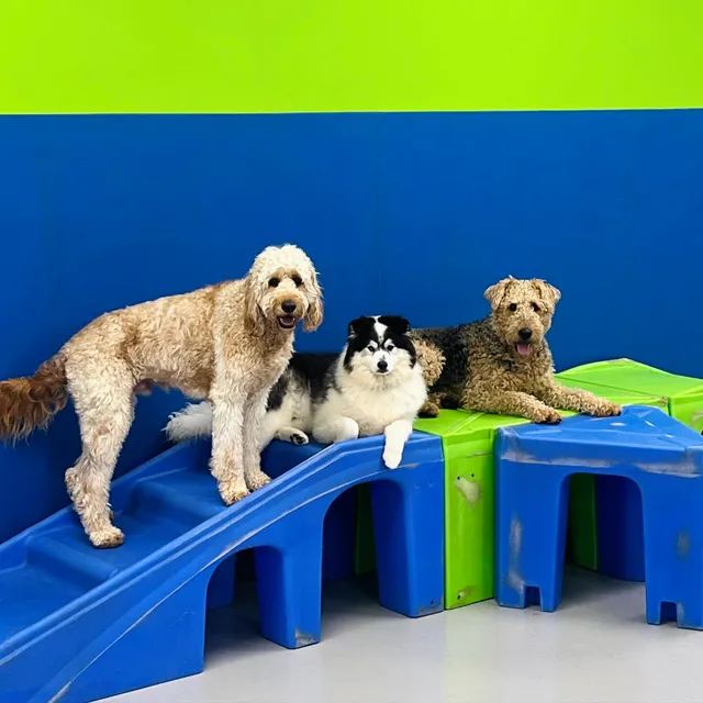 Hounds Town - Cleveland-Brunswick