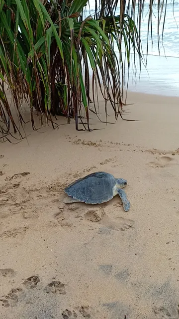Marine Turtles Protecting Centre