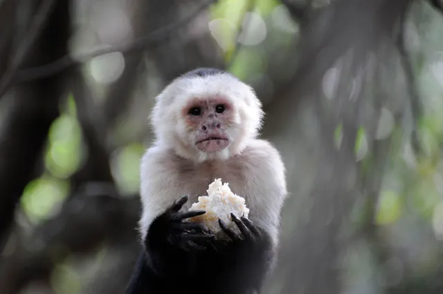 Monkey Sanctuary, Hartbeespoort in South Africa