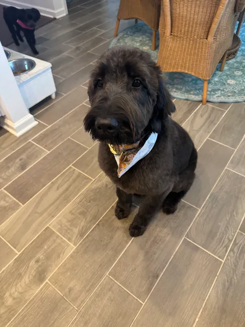 Rainbow Pet Salon (Pink)