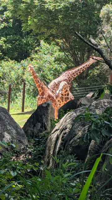 Red River Hogs Habitat