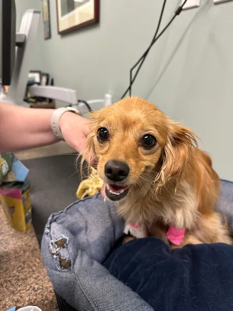 BluePearl Pet Hospital