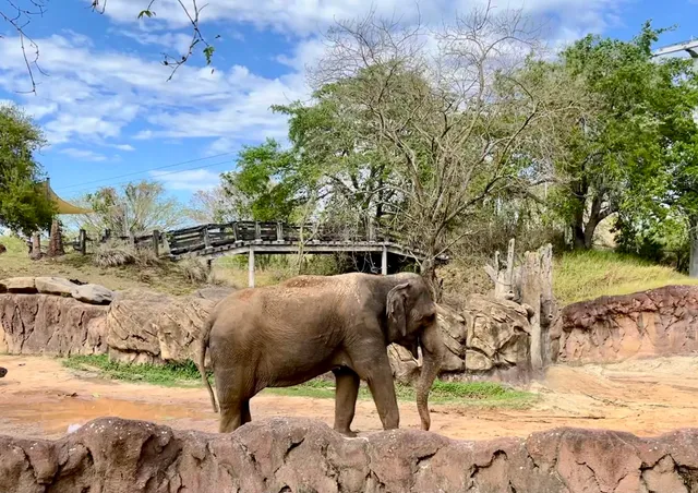 Elephant Habitat