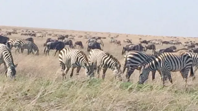 Safari Sasa Tanzania Ltd