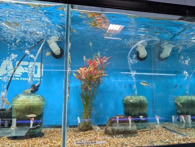Aquarium Fish Depot
