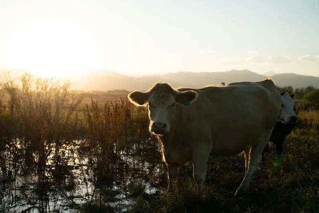 Grama Grass and Livestock