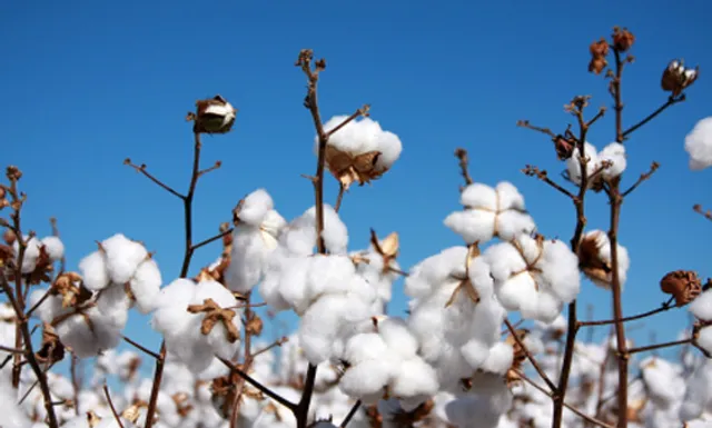 Texas Producers Cooperative