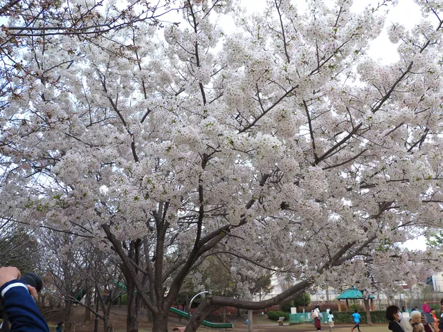 Senju Ōhashi Sakura Park
