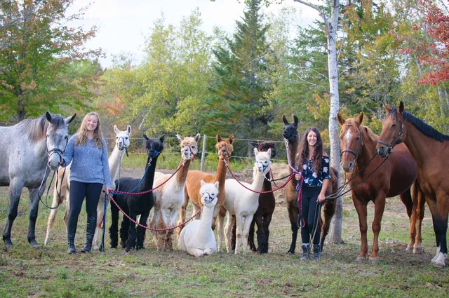 Llama-zing Adventures