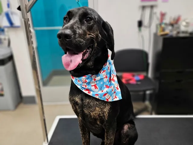 Pretty Pawz Grooming